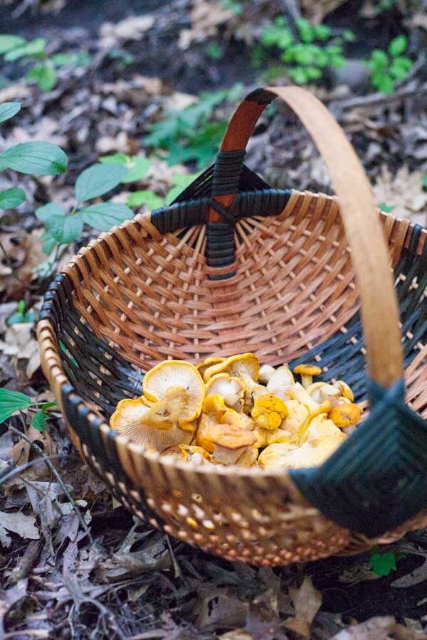 Wild Mushrooms with Wilted Greens | BourbonandHoney.com -- <yoastmark class='yoast-text-mark'><yoastmark class='yoast-text-mark'><yoastmark class='yoast-text-mark'><yoastmark class='yoast-text-mark'><yoastmark class='yoast-text-mark'>Flavored with browned butter and sage, these Wild Mushrooms with Wilted Greens are a tasty side dish or easy dinner served with rice or pasta.</yoastmark></yoastmark></yoastmark></yoastmark></yoastmark> | - Click through to read the full post or Repin to find later!