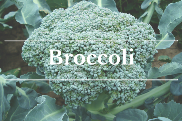 What's in Season: January - Broccoli | BourbonandHoney.com