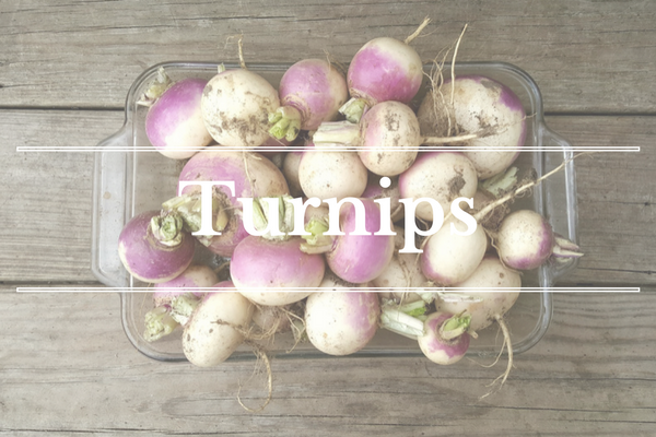 What's in Season: February - Turnip | BourbonandHoney.com