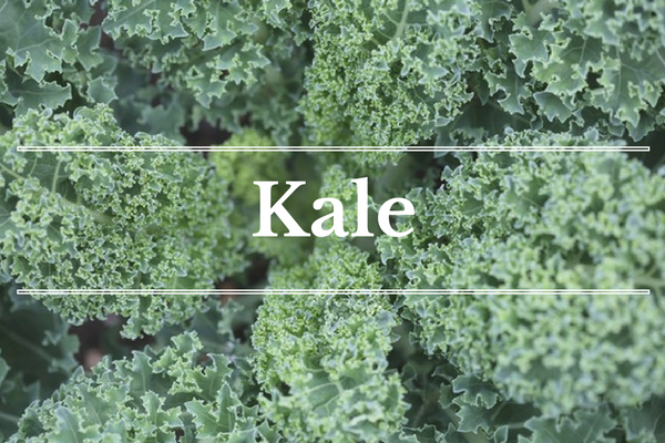 What's in Season: February - Kale | BourbonandHoney.com