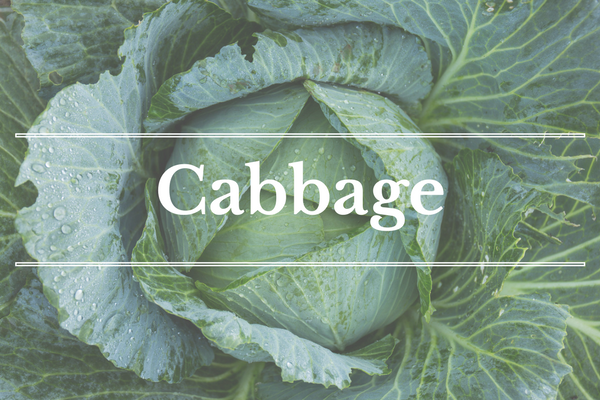 What's in Season: February - Cabbage | BourbonandHoney.com