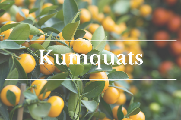 What's in Season: March - Kumquats | BourbonandHoney.com